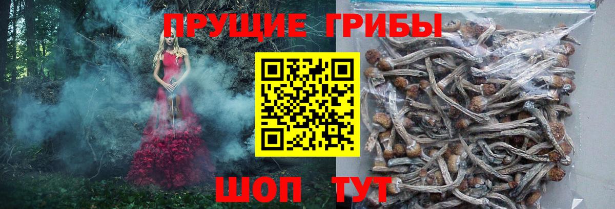 Псилоцибиновые грибы мицелий  наркота  Саки  Галлюциногенные грибы Psilocybine cubensis  Вход с VPN 